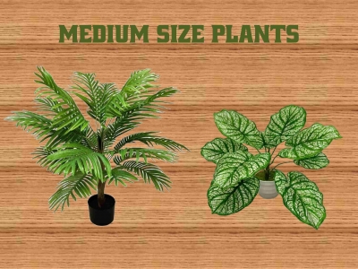Medium Size Plant